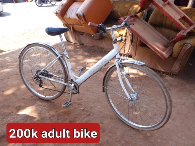 Adult Bicycle