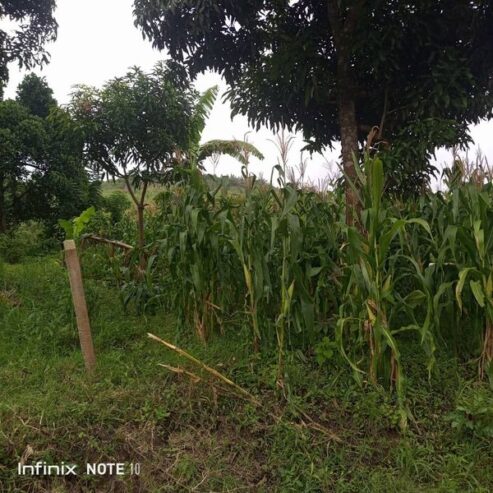 Plot for sale in Bujuuko on Mityana rd