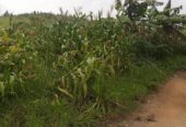 Plot for sale in Bujuuko on Mityana rd