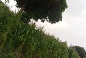 Plot for sale in Bujuuko on Mityana rd