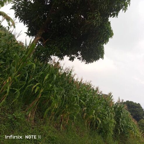 Plot for sale in Bujuuko on Mityana rd