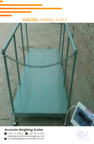 Cattle weighing scale of 0.5kg divisions with long term