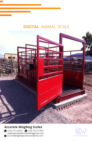Animal weighing scale with LCD backlit indicator display