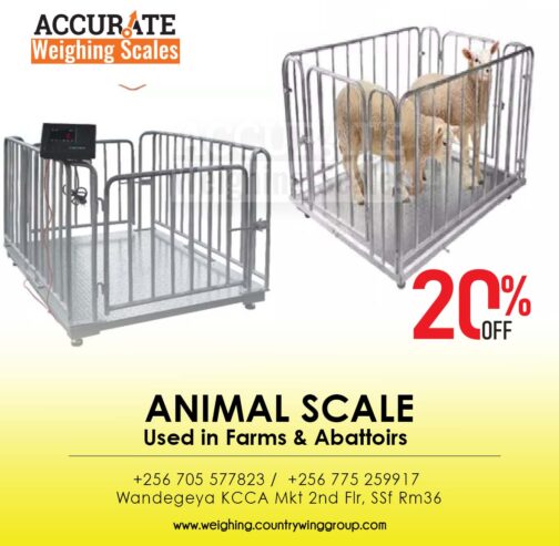 Electronic Livestock animal weighing scales in Uganda