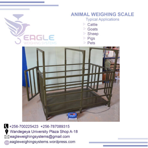 Cattle weighing scales for cows, sheep, goats, pigs