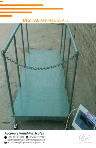 Cattle weighing scale with manual head gate