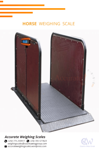 Cattle weighing scale with manual head gate