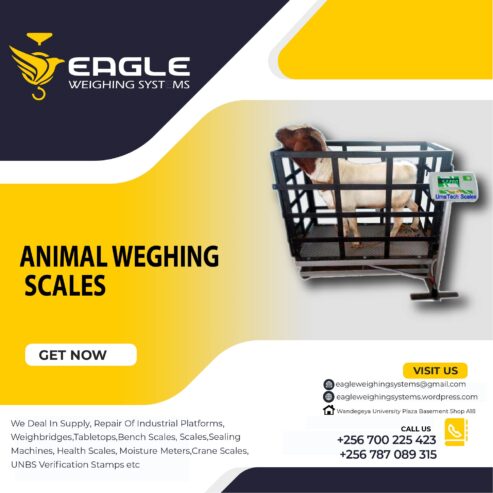 Platform animal weighing scales at Eagle Weighing Systems