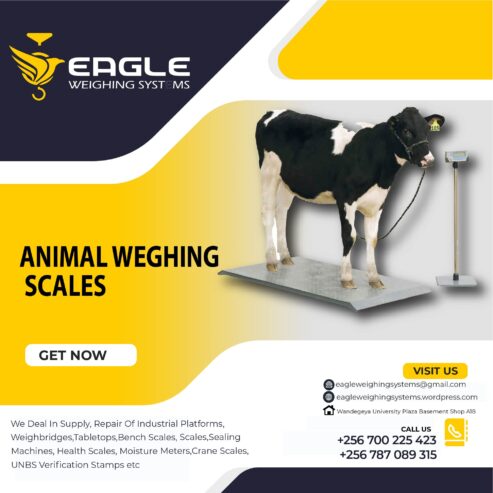 3000kg Digital Platform animal weighing scales in Kampala