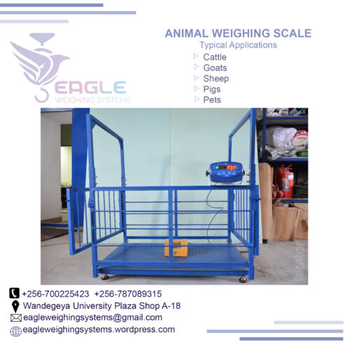 Cattle weighing scales for cows, sheep, goats, pigs