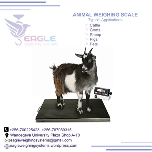 Cattle animal Platform Weighing Scale company in Kampala