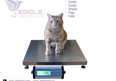 weighing-scale-square-work11-2