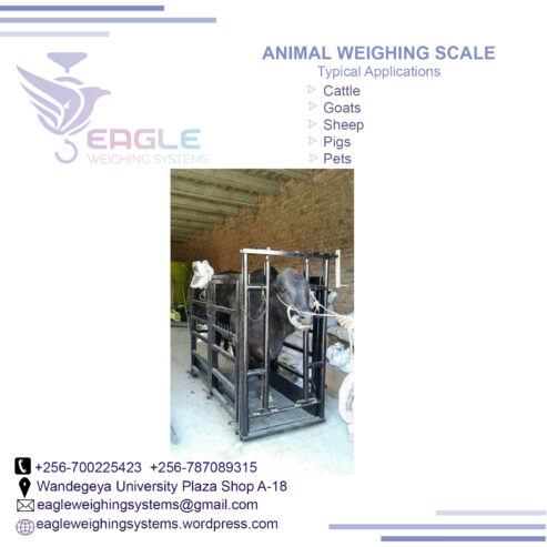 Electronic animal Commercial weighing scales in Jinja Ugand