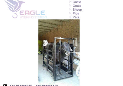 weighing-scale-square-work13-2