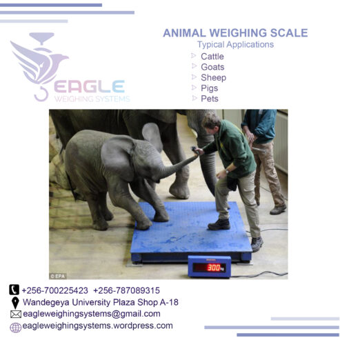 Animal Computing weighing scales for shops in Uganda