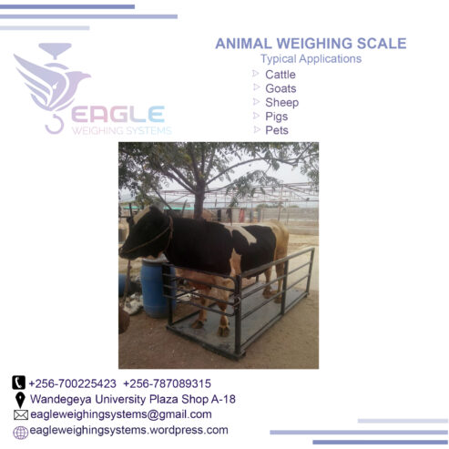 Eagle animal weighing scales 3000 Kg platforms cattle scales