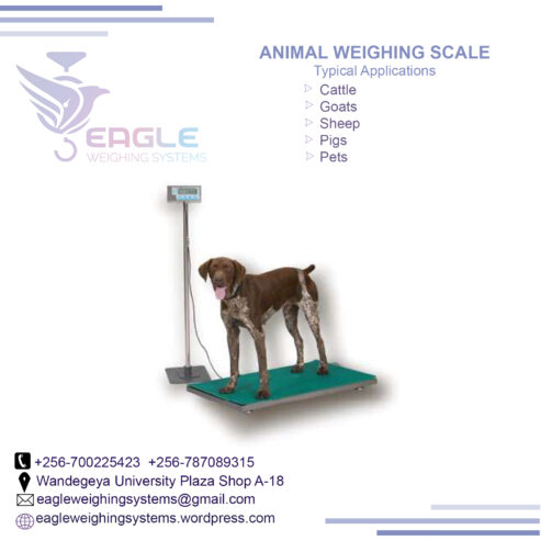 Digital Industrial weighing scales in Kampala Uganda