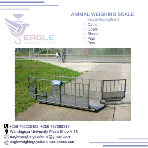 1500kg Animal industrial Platform Animal Scales platform