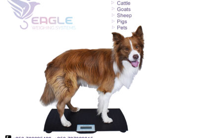 weighing-scale-square-work20-1