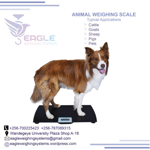 Good quality weighing scales for animals in Mukono, Uganda