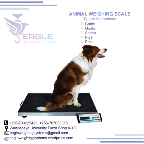 Electronic platform animal weighing digital animal scale