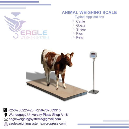 Heavy duty Animal weighing scales in Kampala Uganda