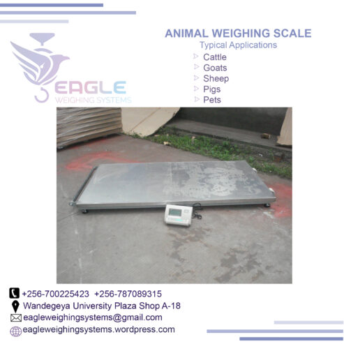 Animal Industrial strong low profile platform cattle scale