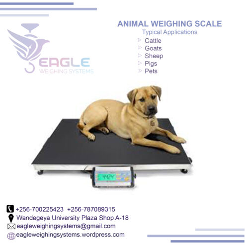 High quality animal cattle platform livestock weighing scale