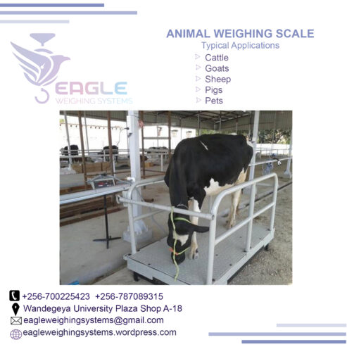 Platform balance animal weight scales weighing cattle bench