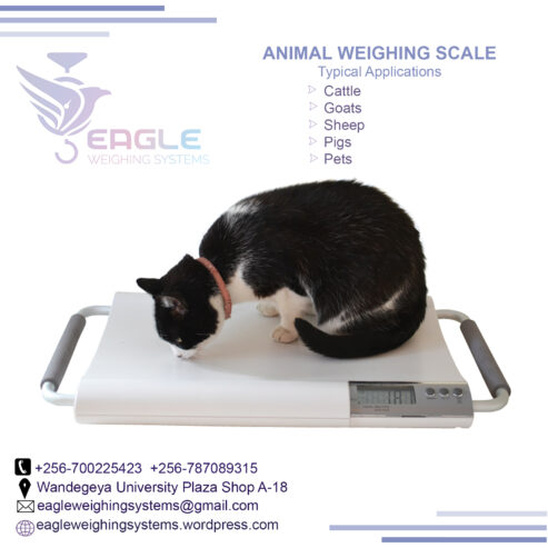 Animal Platform weighing scale bench digital animal type