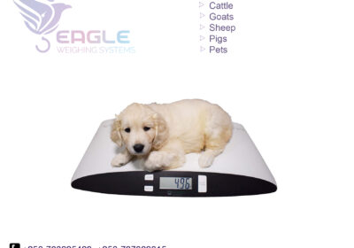 weighing-scale-square-work28-1