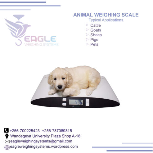 Electronic animal type iron cast platform cattle scales