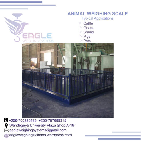 Animal livestock Weighing Scale Bench Scale For animals