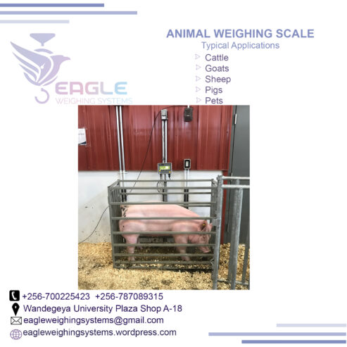 Digital platform animal weighing scales in Kampala Uganda