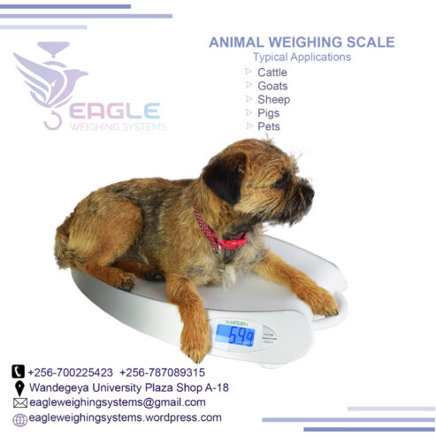 Pet platform weighing scales in Kampala Uganda