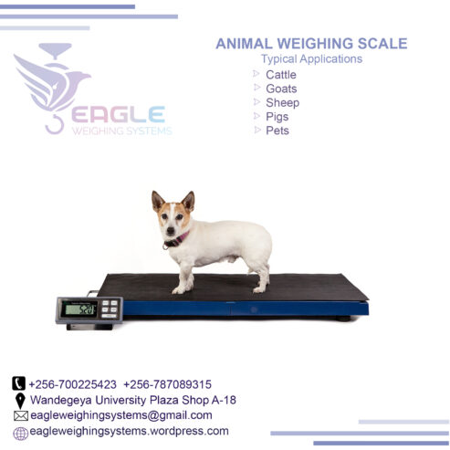 Platform floor scale industrial animal weighing scales