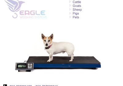 weighing-scale-square-work9-3