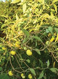 Entengotengo. Solanum Incanum L For Labia Elongation Pulling