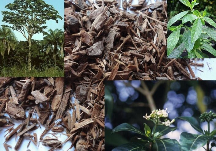 Yohimbe (Pausinystalia) Natural Herb for Sexual Enhancement