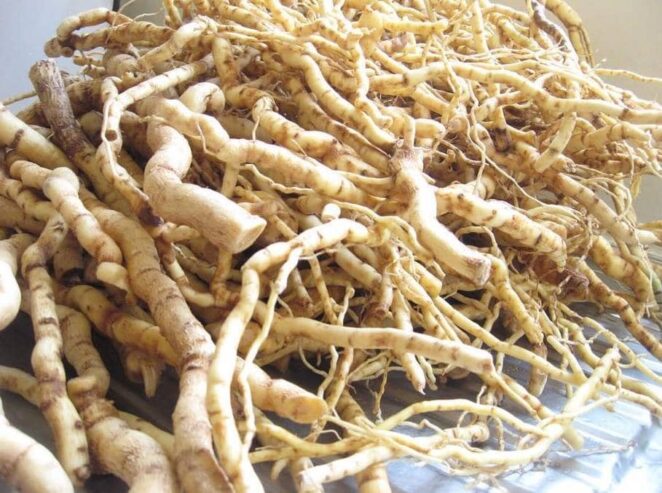 Mulondo root for sale in Carlifornia Herbal exporter to USA