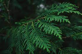 Cedar-Leaves-Herba