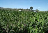 100 acres of good farmland for sale in Mpigi Gombe-Butambala