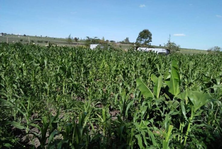 100 acres of good farmland for sale in Mpigi Gombe-Butambala