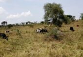 Farmland for sale kiruhura, Mbarara, Uganda