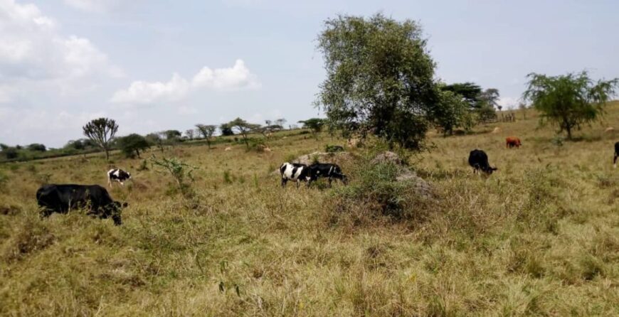Farmland for sale kiruhura, Mbarara, Uganda
