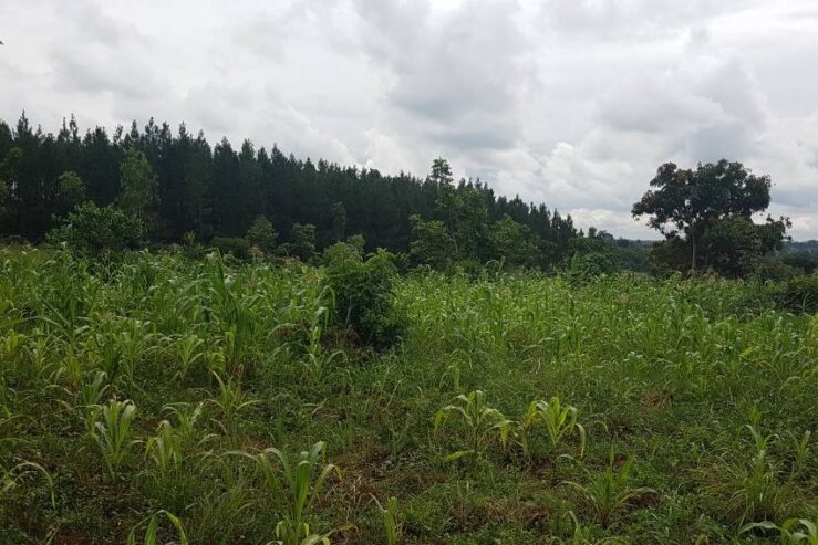 4acres available in Busika approximately 3km off tarmac