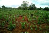 200 acres kayunga-GALILAYA