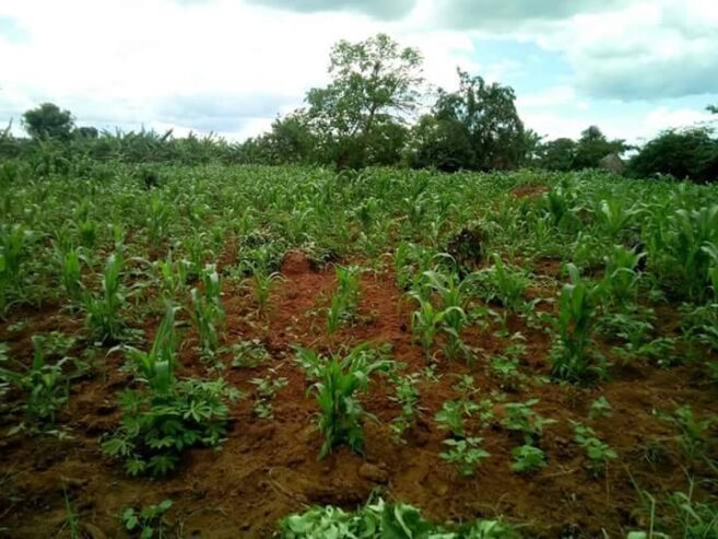 200 acres kayunga-GALILAYA