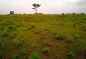 15 acres in Mpigi