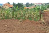 Plot in Jomayi-Namugongo with a very good hill view 75x100ft